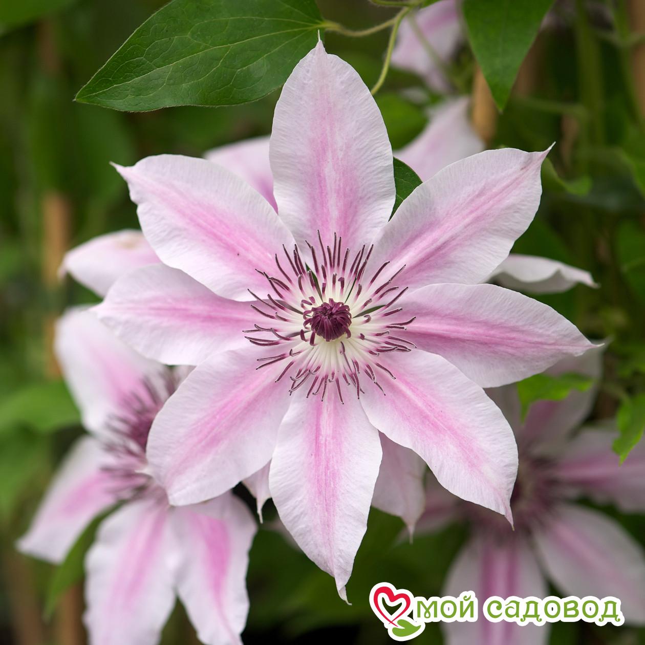 Клематис Дебютант ЗКС