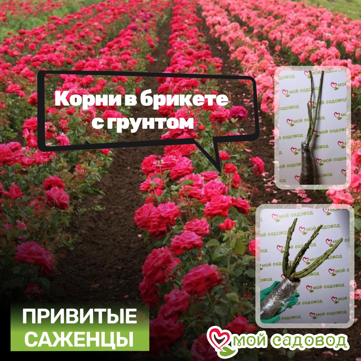 Роза Эсперанса