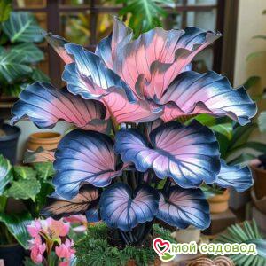 Хоста Эйрли Спарк